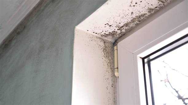 Best Attic Mold Removal  in Sylacauga, AL