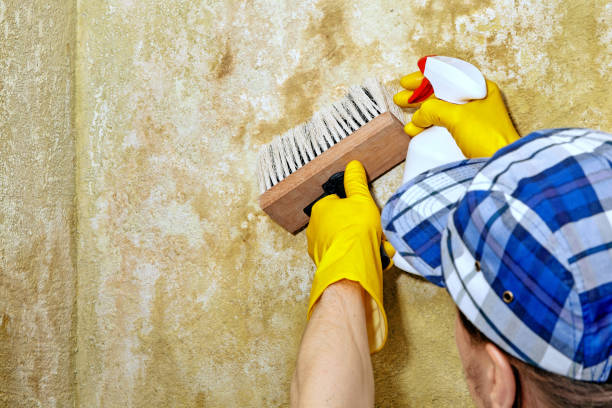 Best Basement Mold Removal  in Sylacauga, AL